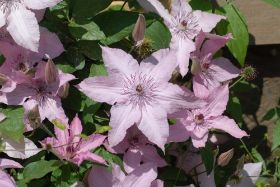 b_clematis.jpg